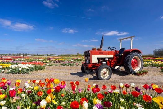 Field of tulips with old tractor near Keukenhof, The Netherlands