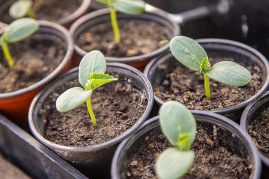 Seedlings of cucumbers in cups on the window. Selective focus. nature