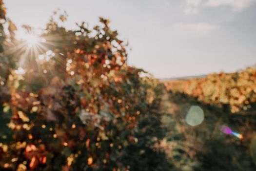 Beautiful clusters of ripening grapes in the sun. Grape plantation in the sunset light. Beautiful vine with grapes. Wine Making concept. Grape business.