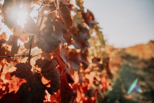 Beautiful clusters of ripening grapes in the sun. Grape plantation in the sunset light. Beautiful vine with grapes. Wine Making concept. Grape business.