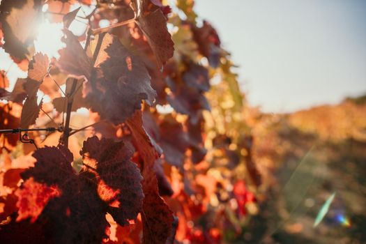Beautiful clusters of ripening grapes in the sun. Grape plantation in the sunset light. Beautiful vine with grapes. Wine Making concept. Grape business.