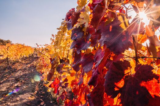 Beautiful clusters of ripening grapes in the sun. Grape plantation in the sunset light. Beautiful vine with grapes. Wine Making concept. Grape business.
