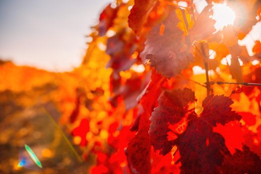 Beautiful clusters of ripening grapes in the sun. Grape plantation in the sunset light. Beautiful vine with grapes. Wine Making concept. Grape business.