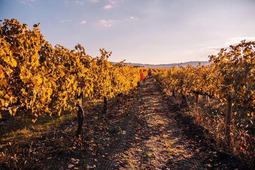 Beautiful clusters of ripening grapes in the sun. Grape plantation in the sunset light. Beautiful vine with grapes. Wine Making concept. Grape business.