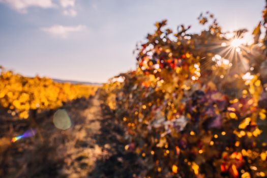 Beautiful clusters of ripening grapes in the sun. Grape plantation in the sunset light. Beautiful vine with grapes. Wine Making concept. Grape business.