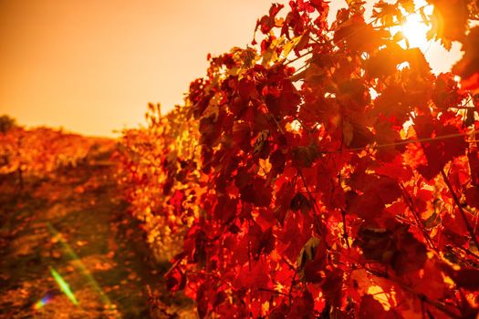 Beautiful clusters of ripening grapes in the sun. Grape plantation in the sunset light. Beautiful vine with grapes. Wine Making concept. Grape business.