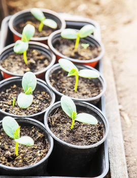 Seedlings of cucumbers in cups on the window. Selective focus. nature