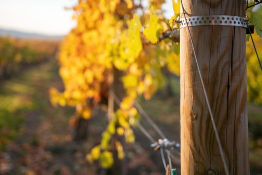 Beautiful clusters of ripening grapes in the sun. Grape plantation in the sunset light. Beautiful vine with grapes. Wine Making concept. Grape business.