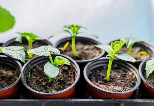 Seedlings of cucumbers in cups on the window. Selective focus. nature