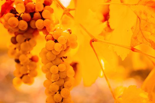 Beautiful clusters of ripening grapes in the sun. Grape plantation in the sunset light. Beautiful vine with grapes. Wine Making concept. Grape business.