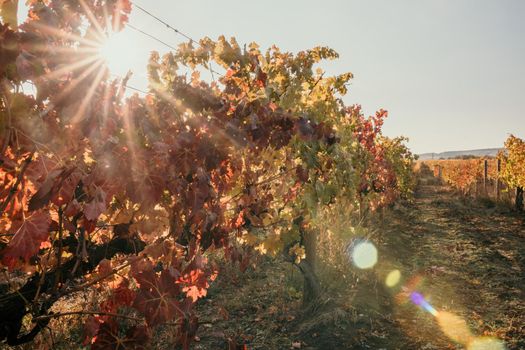 Beautiful clusters of ripening grapes in the sun. Grape plantation in the sunset light. Beautiful vine with grapes. Wine Making concept. Grape business.