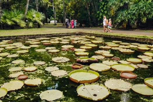 Botanical garden on the Paradise island of Mauritius. Beautiful pond with lilies. An island in the Indian ocean.