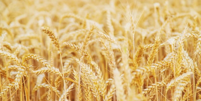 Wheat field, spikelets of wheat. Selective focus nature