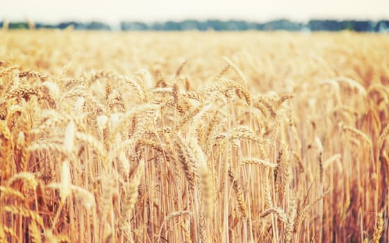 Wheat field, spikelets of wheat. Selective focus nature