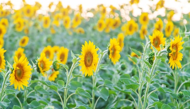 Blooming sunflowers on the field. Selective focus. copy space.