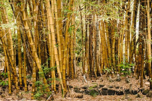 bamboo trees growing in a botanical garden on the island of Mauritius.