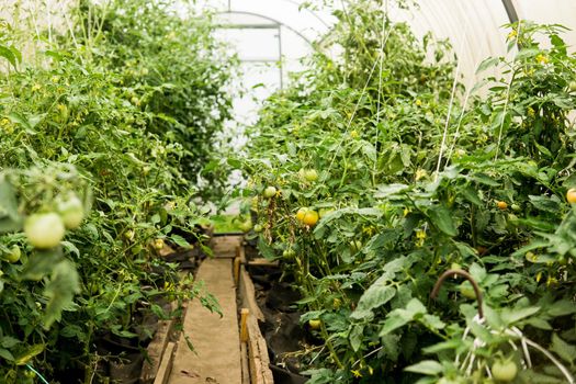 Tomatoes are hanging on a branch in the greenhouse. The concept of gardening and life in the country. A large greenhouse for growing homemade tomatoes.