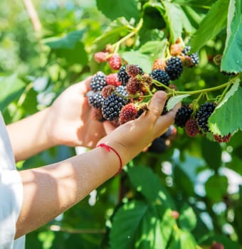 blackberry in the hands of a child on the background of nature. selective focus.food