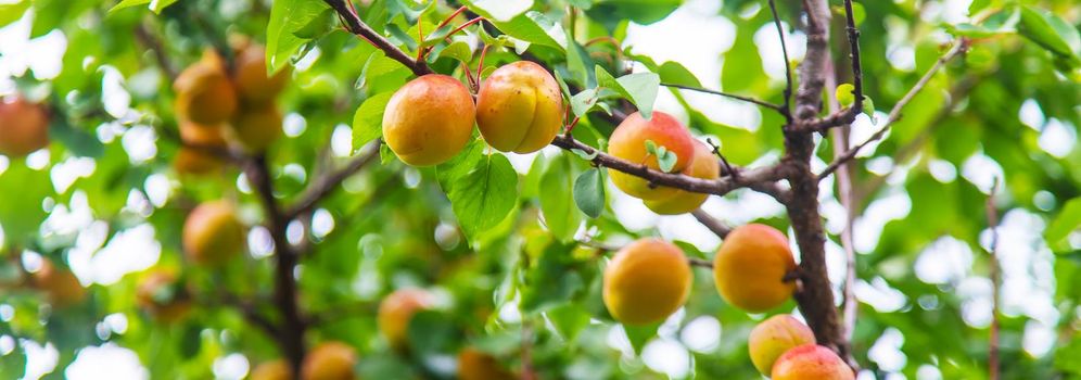 apricot on a tree in the garden. Selective focus.nature