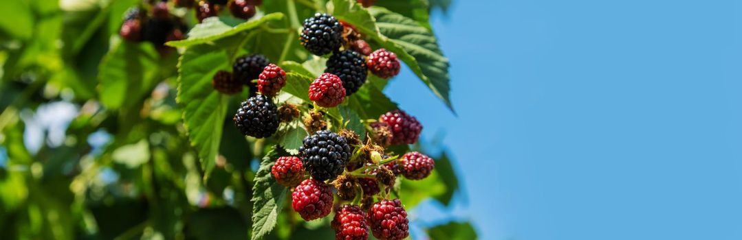 Blackberries grow in the garden. Ripe and unripe blackberries on a bush. food