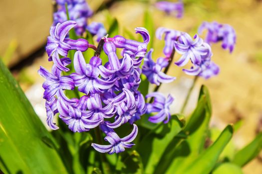 Spring primroses hyacinths.selective focus.nature