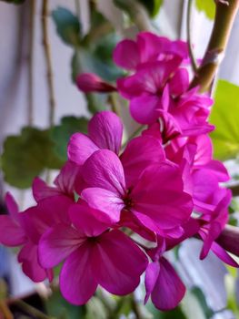 Bright red geranium flowers on the windowsill close-up.