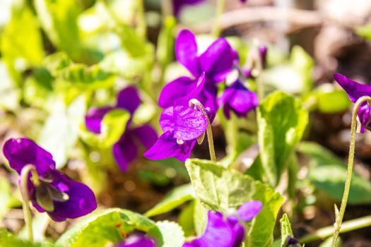 purple violet flowers in nature.selective focus. nature