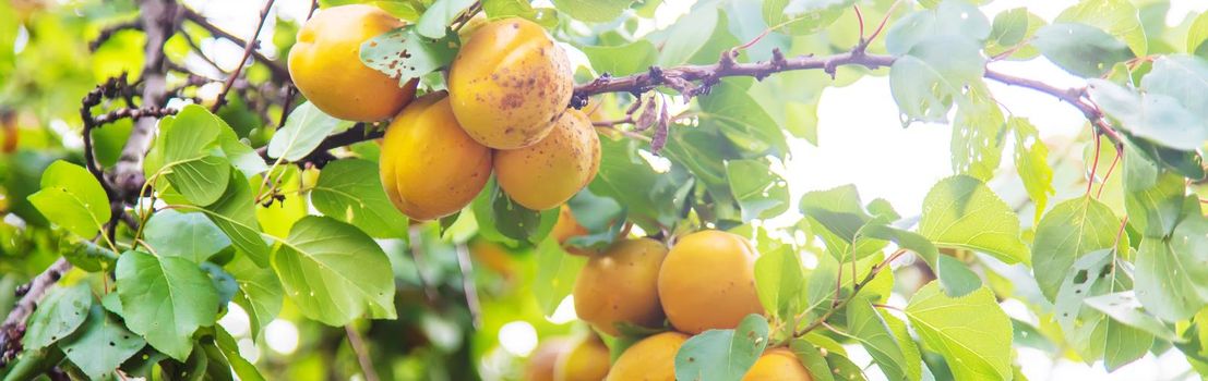 apricot on a tree in the garden. Selective focus.nature