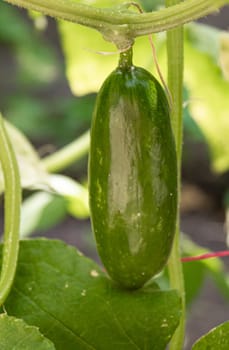 Cucumbers growing on a vine in a rural greenhouse. Selective focus.narure