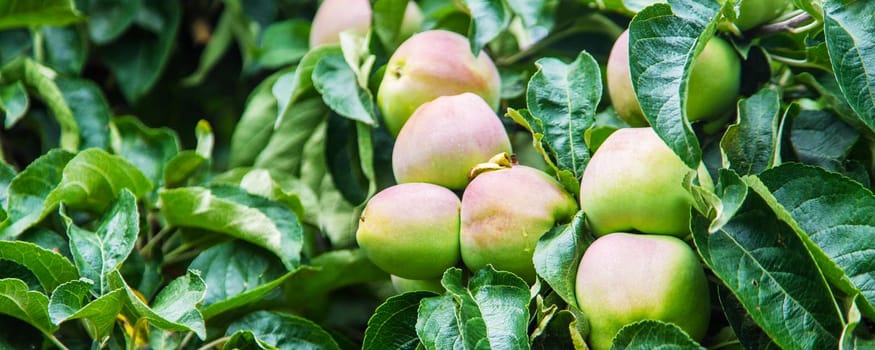 Apples on a tree in the garden. Selective focus. nature.