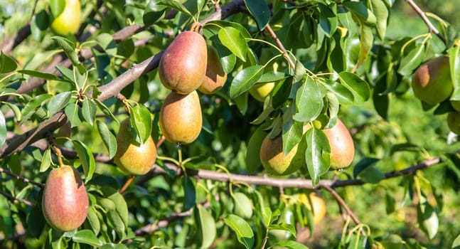 pears growing on a pear tree. pear garden selective focus.nature