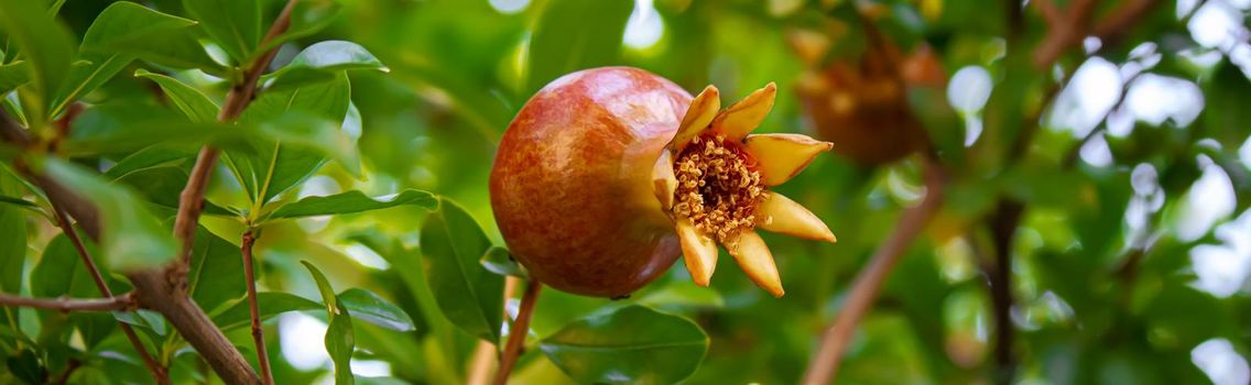 Red pomegranate on a tree in leaves. Selective focus.Nature