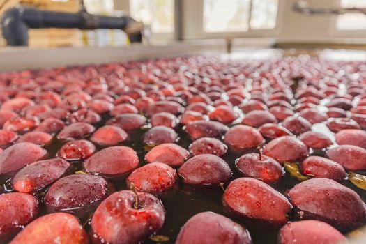 washing red apples in large quantities for further transfer to the packaging line, close-up