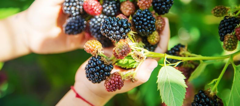 blackberry in the hands of a child on the background of nature. selective focus.food