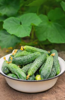 Harvesting homemade cucumbers. Selective focus nature