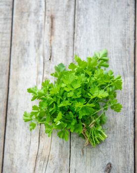 Fresh homemade herbs from the parsley garden. Selective focus. nature.