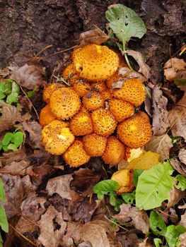 A group of common scaly mushrooms on a tree trunk in the forest. Common scaly mushrooms.