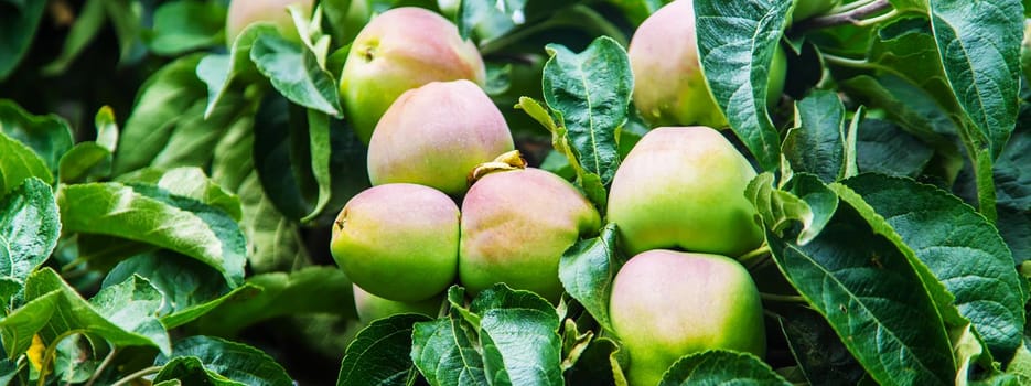 Apples on a tree in the garden. Selective focus. nature.