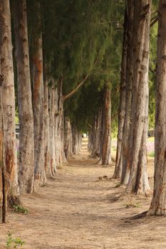 gravel path between pine trees in Thailand