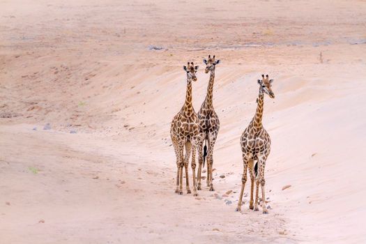 Giraffe in Kruger National park, South Africa ; Specie Giraffa camelopardalis family of Giraffidae