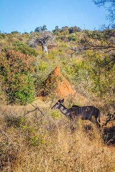 Greater kudu in Kruger National park, South Africa ; Specie Tragelaphus strepsiceros family of Bovidae