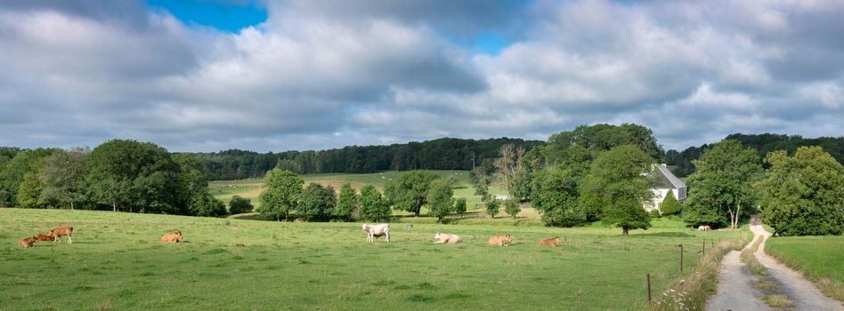 farm house in summer countryside landscape with green meadows and cows in french ardennes near charleville