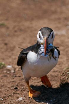 Atlantic puffin (Fratercula arctica) carrying small fish in its beak to feed its chick on Skomer Island off the coast of Pembrokeshire in Wales, United Kingdom