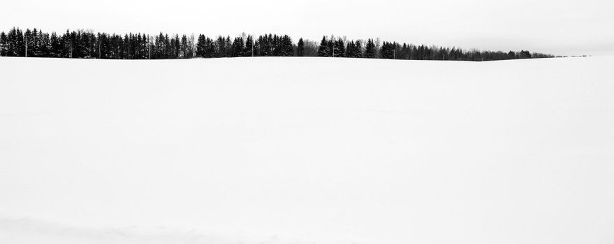 White fresh snow on the field and fir trees on the horizon. Winter background