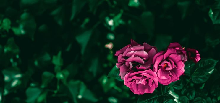 Blooming roses in beautiful flower garden as floral background.