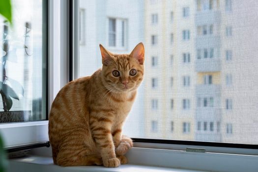 Close-up of a cute ginger tabby kitten sitting on a windowsill with a mosquito net and looking at the camera. Home pet. Selective focus.