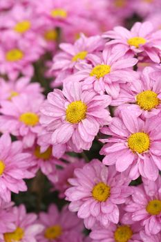 beautiful Chrysanthemum flower blooming in the garden