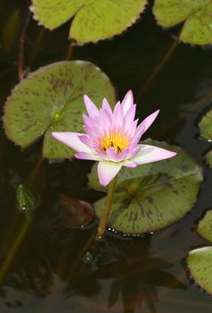 pink lotus or water lily on the pond