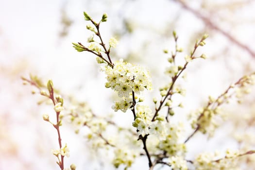 Defocused floral background with cherry blossoms against blue sky.