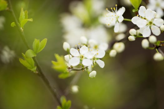 Defocused floral background with cherry blossoms on green leaves.